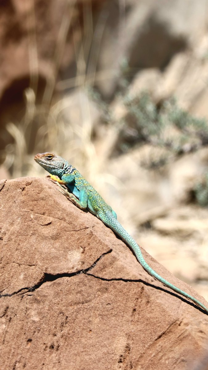 Shorty Harris tweet media