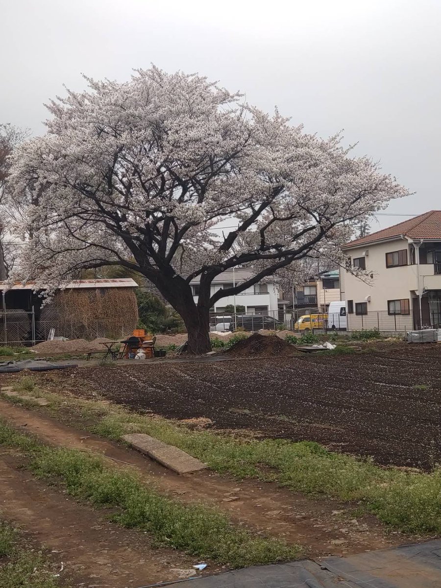 もやしほねほね(破壊と再生) tweet media