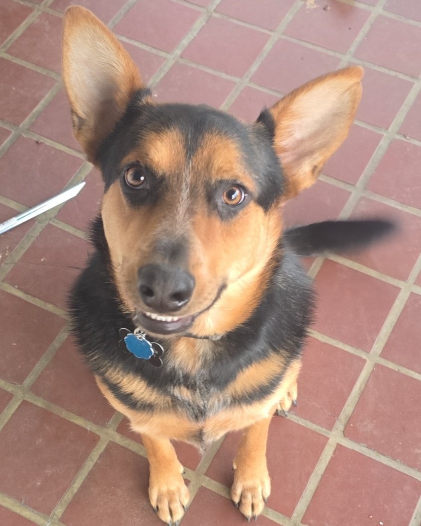 Walmart Battle Orc tweet media