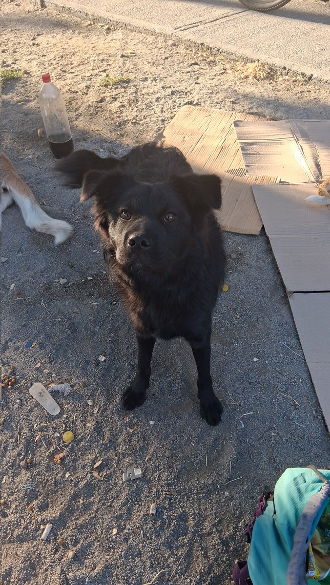 AYUDEN CON UN RT X FA!!

2 casos relativamente urgentes..
Esterilizar 1 gata 
Esterilizar 1 perruna (alguien que ayude con post operatorio 2 dias x fa)

Esterilizacion gata $17.000 pesos
Esterilizacion perra $45.000 pesos