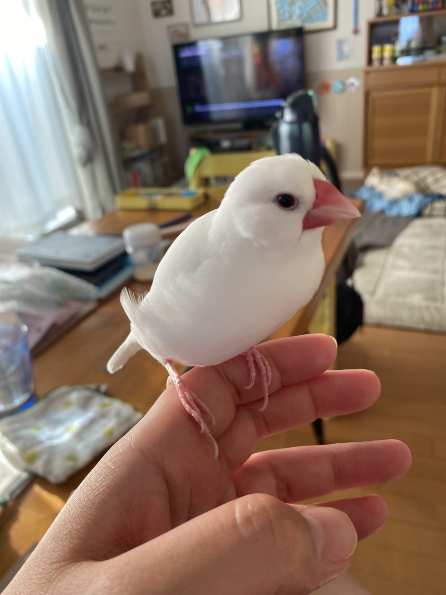 認定NPO法人TSUBASA -新施設クラファン達成しました！- tweet media