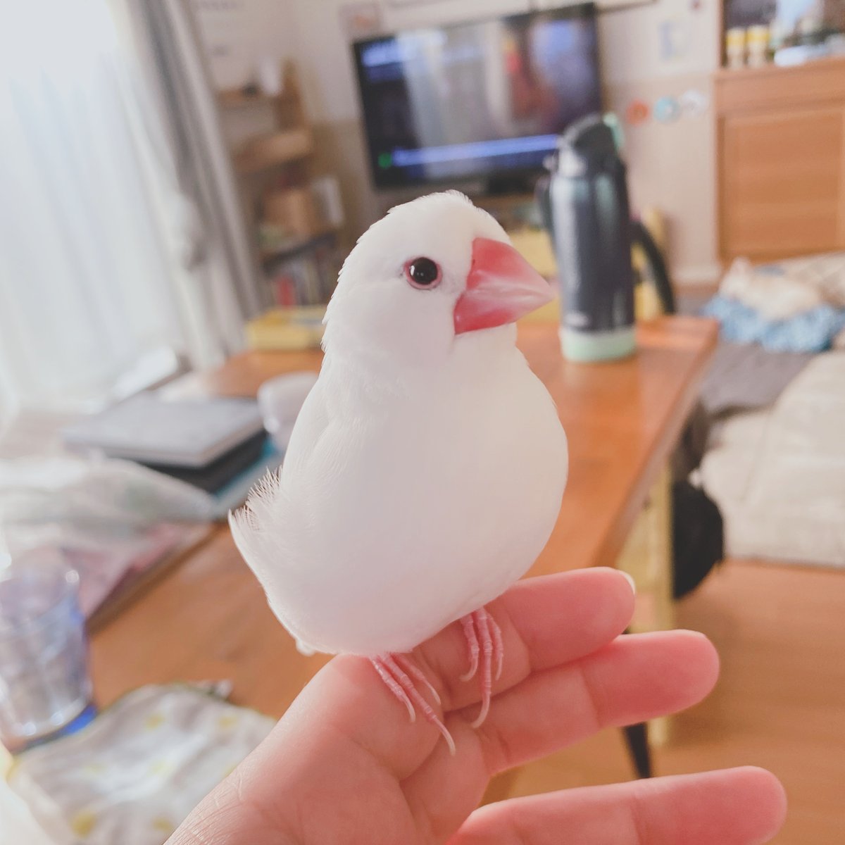 認定NPO法人TSUBASA -新施設クラファン達成しました！- tweet media