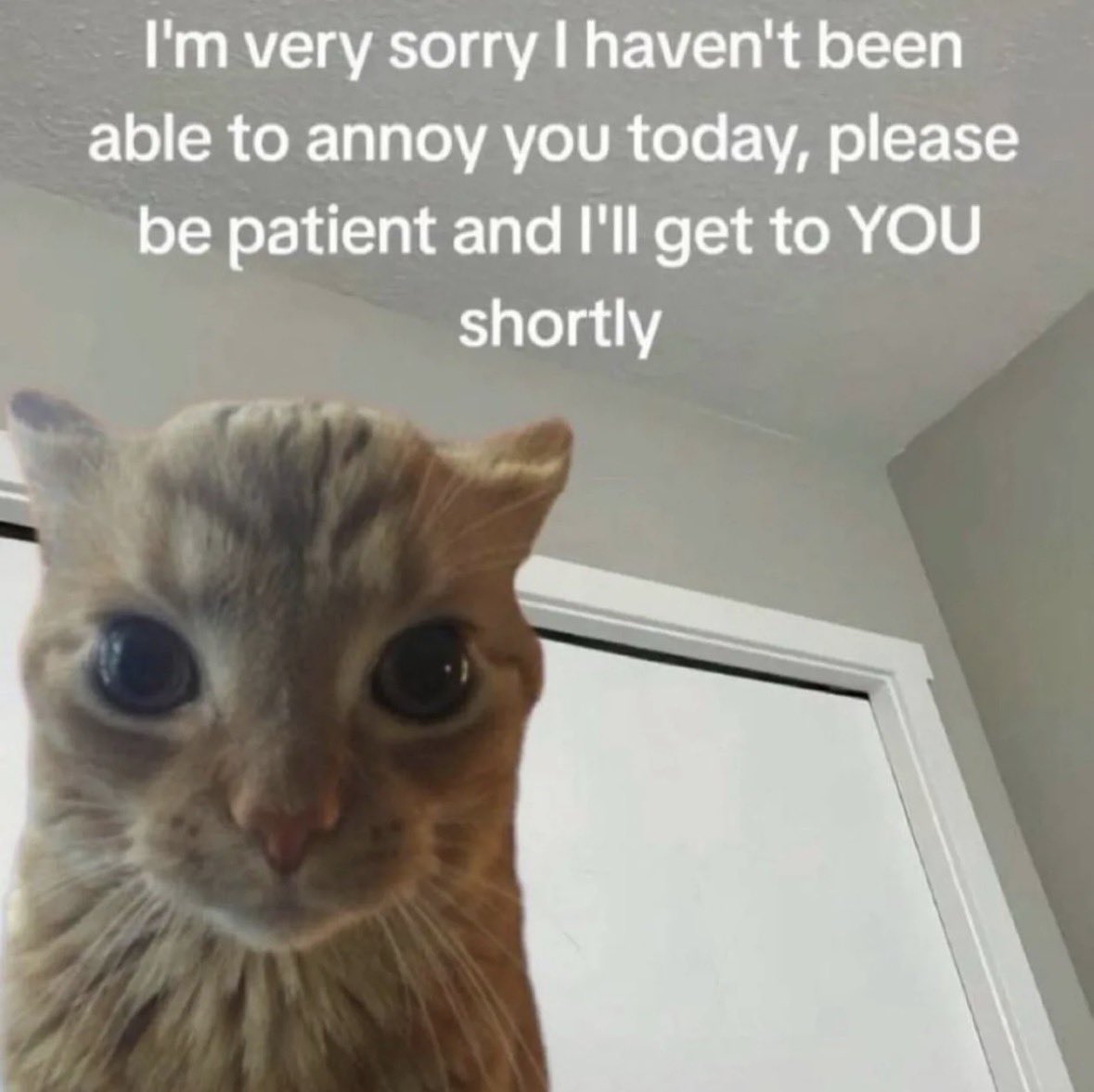 LiterallyMeCats tweet media