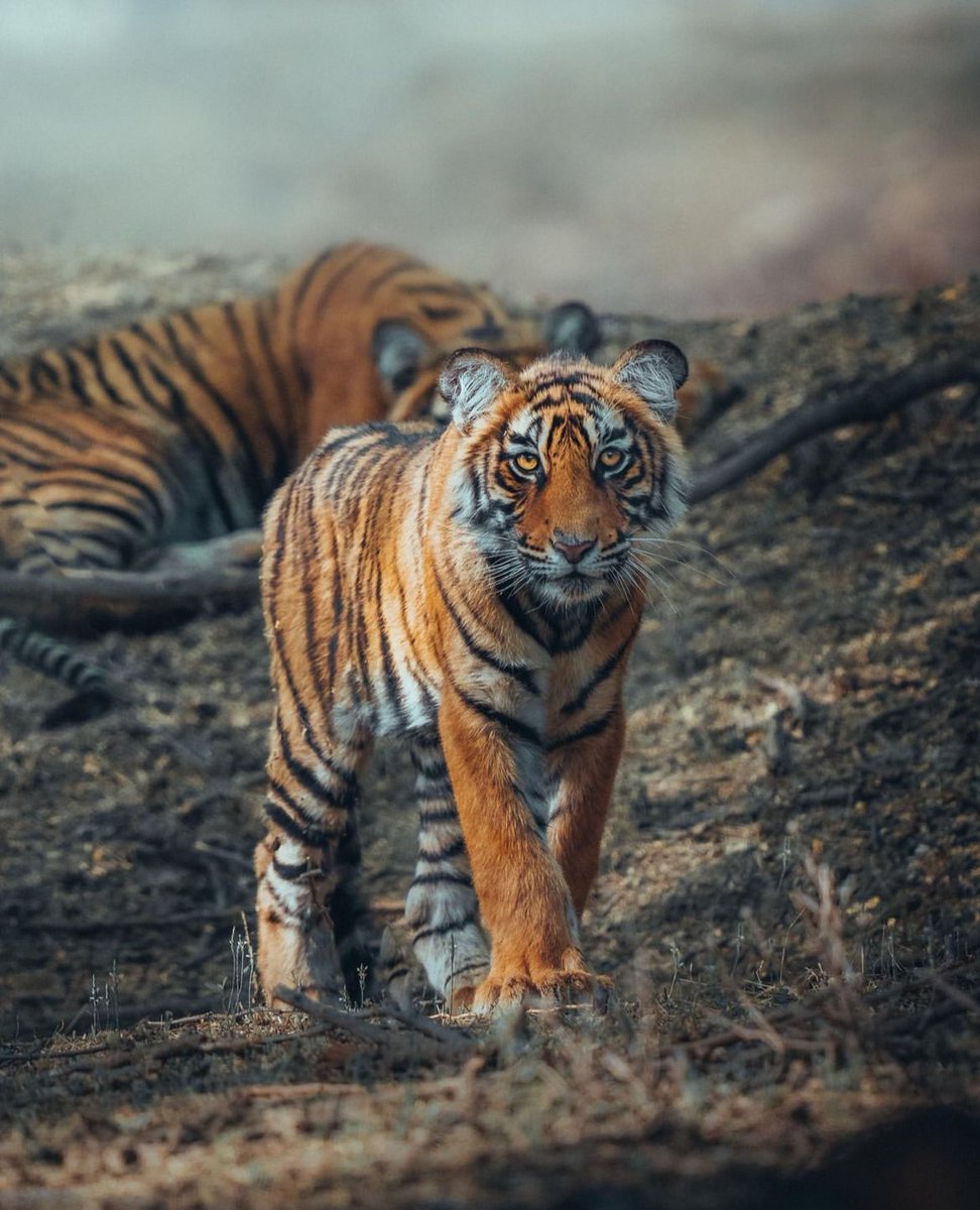 चिड़ी-कमेड़ी tweet media