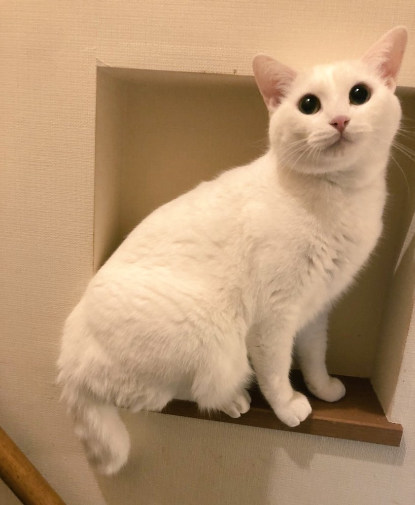 蛙の子は蛙 tweet media