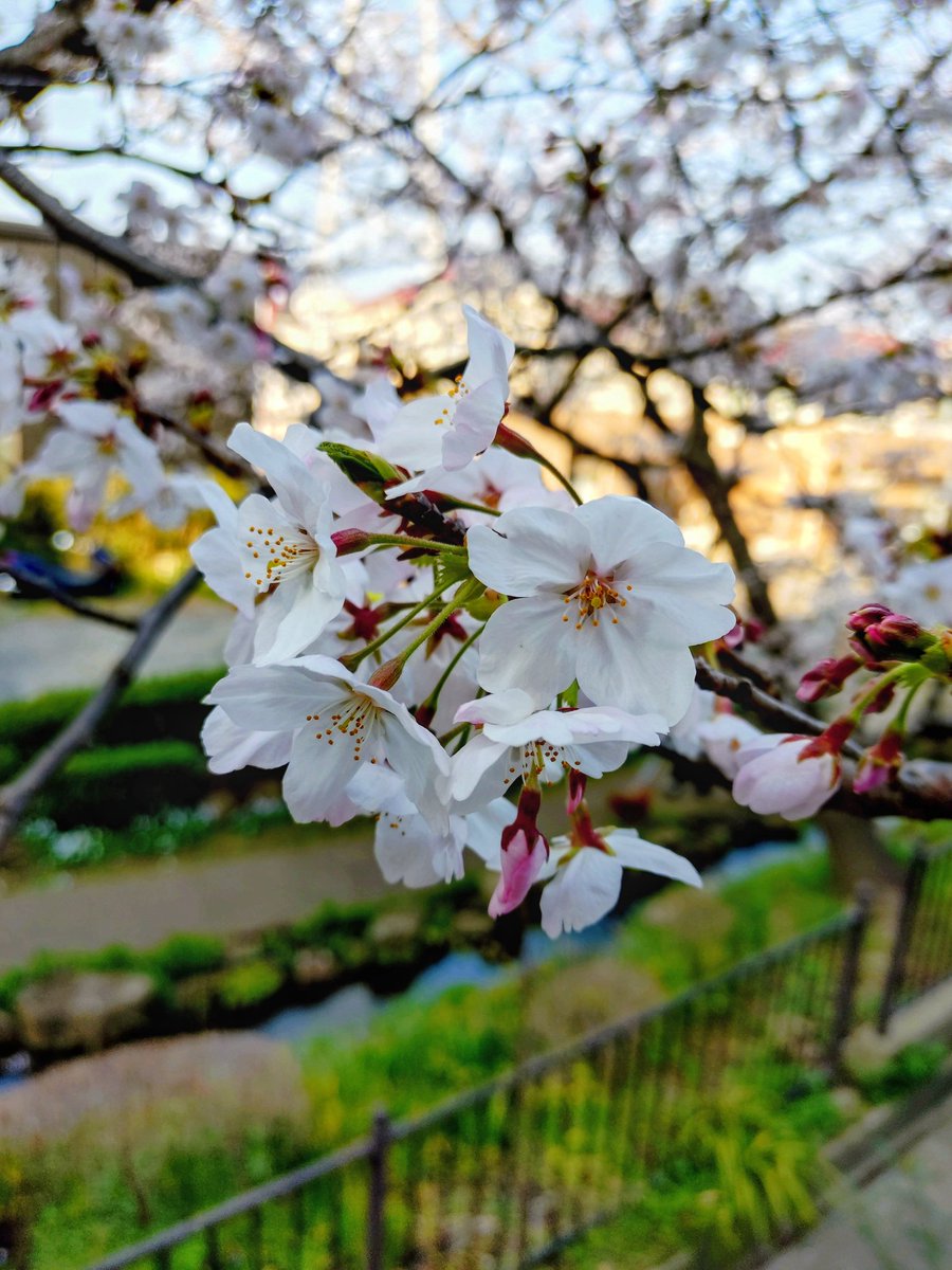 loan wolf cub(マイペース😊) tweet media