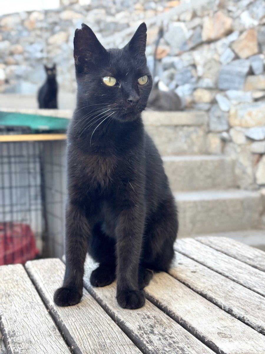 Cats of Iraklia tweet media