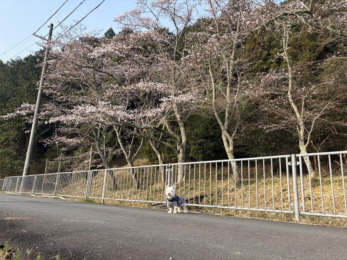 nykcyan's tweet photo. 今朝の散歩、ソメイヨシノは五分咲きです。 https://t.co/99XthYgWeR