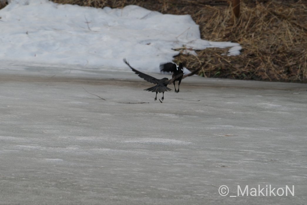 NPO法人札幌カラス研究会 tweet media