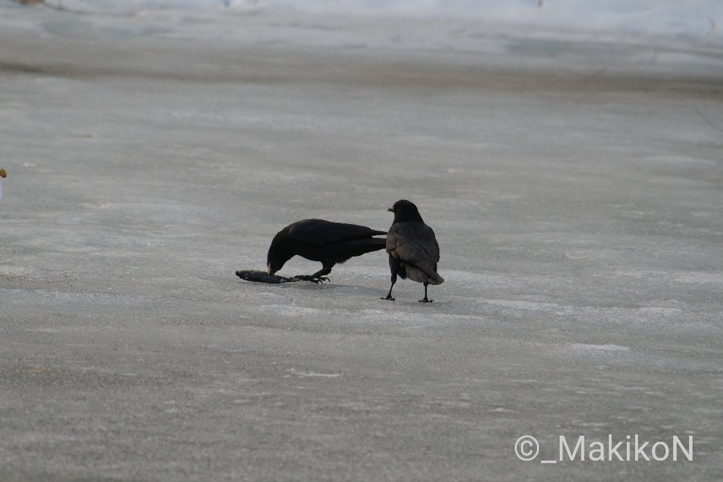 NPO法人札幌カラス研究会 tweet media