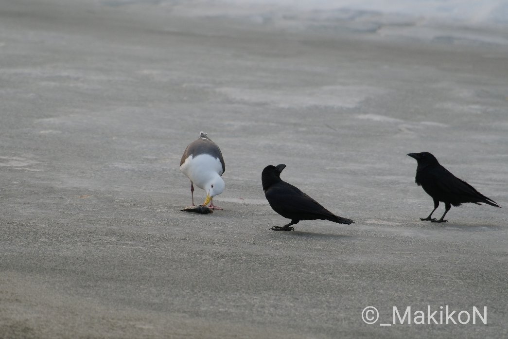 NPO法人札幌カラス研究会 tweet media