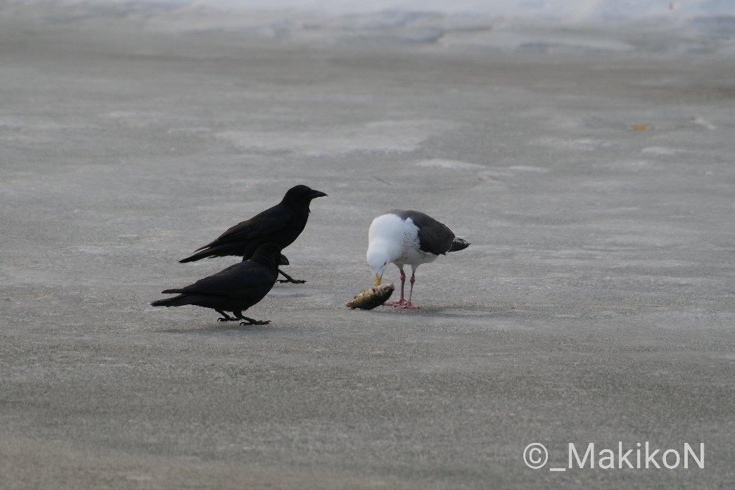 NPO法人札幌カラス研究会 tweet media
