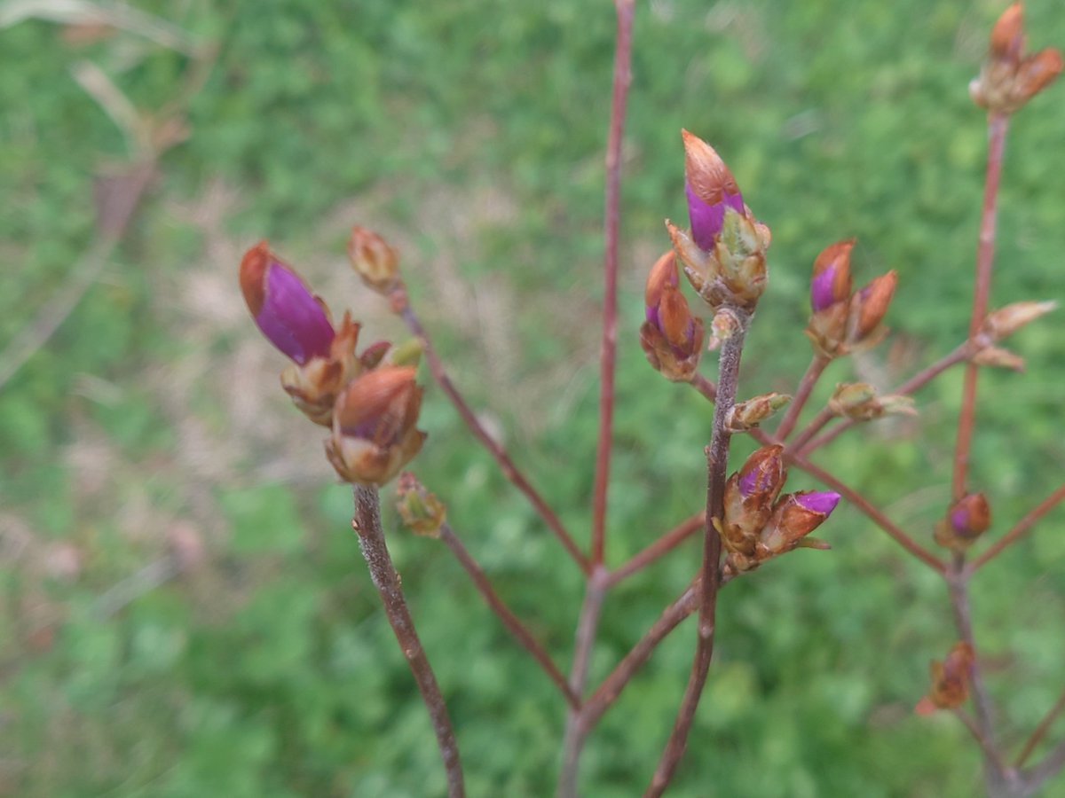 ルル@黒の森猫（里山低山徘徊） tweet media