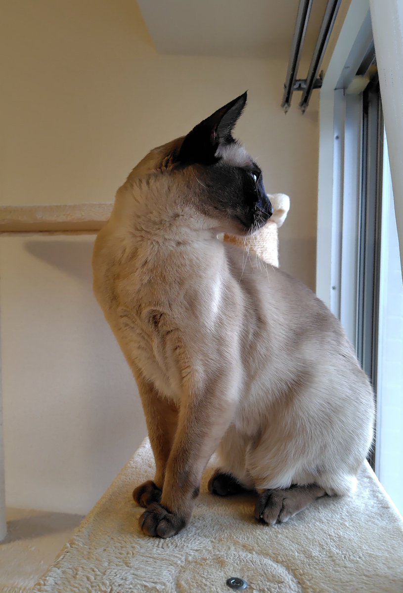 おはようございます🐾
今朝のモチモチなキスケです。誕生日のいいね、ありがとうございました😊