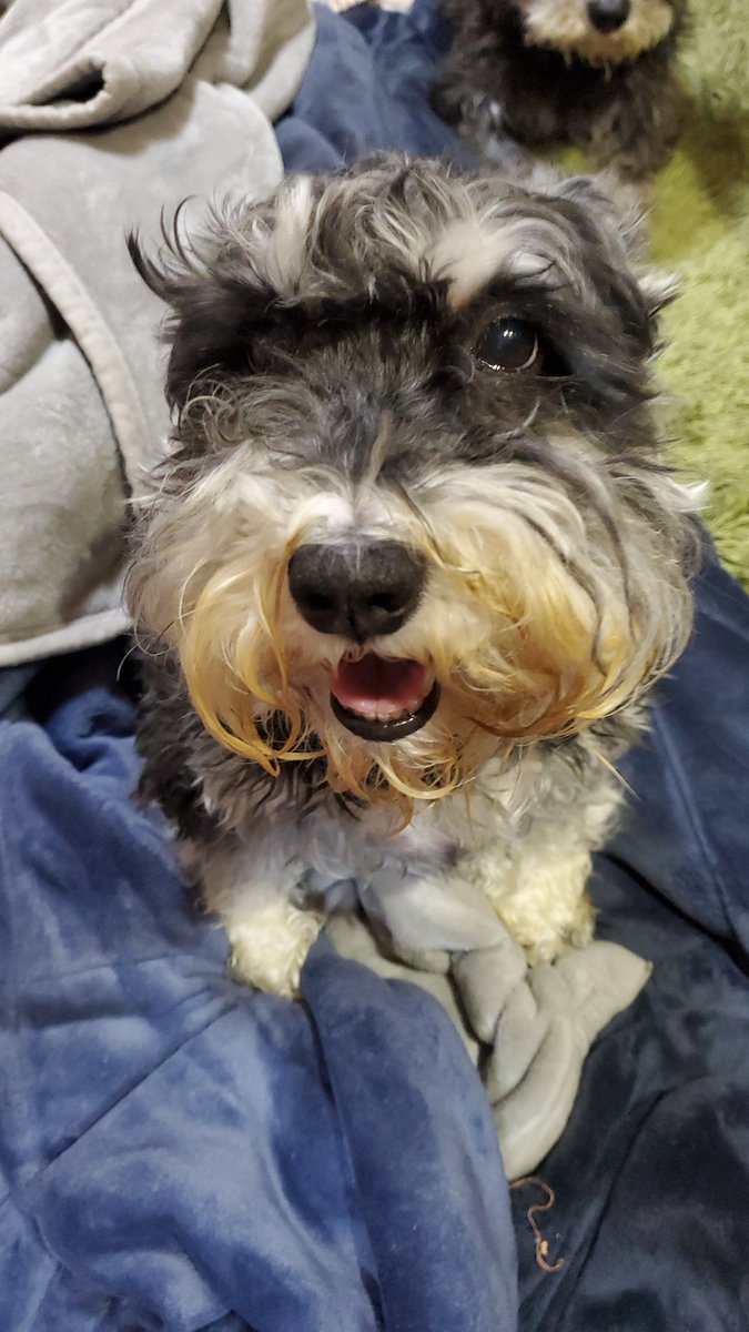 野良犬 tweet media