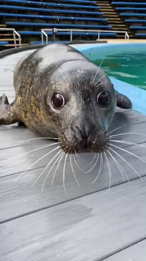 Kody (Ceph) (🦭 x 24) tweet media