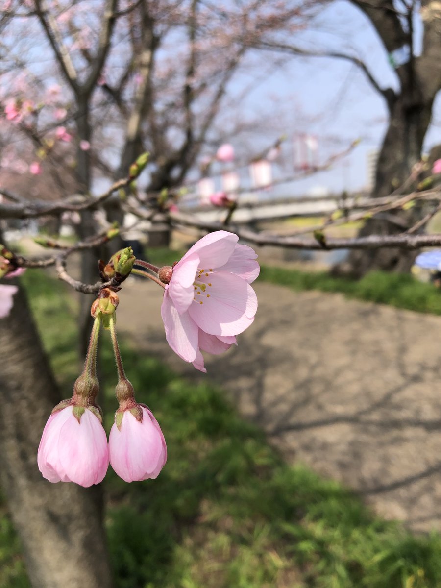 国土交通省　福井河川国道事務所 tweet media
