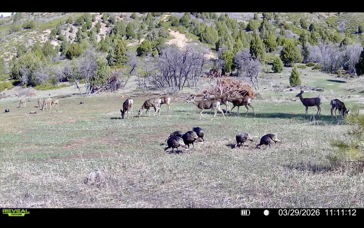 Ranch life.

Turkey hunt is coming up so this is a good sign!