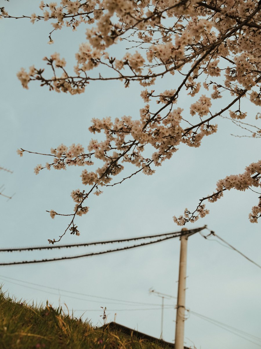 小豆 azuki tweet media