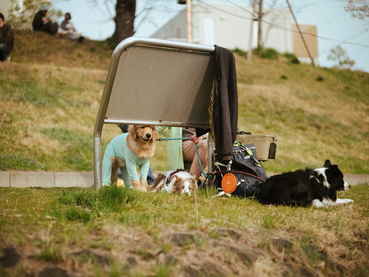 小豆 azuki tweet media