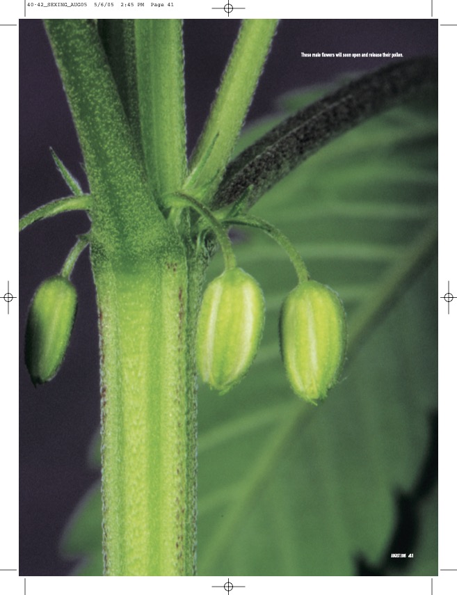 DannyDanko tweet media