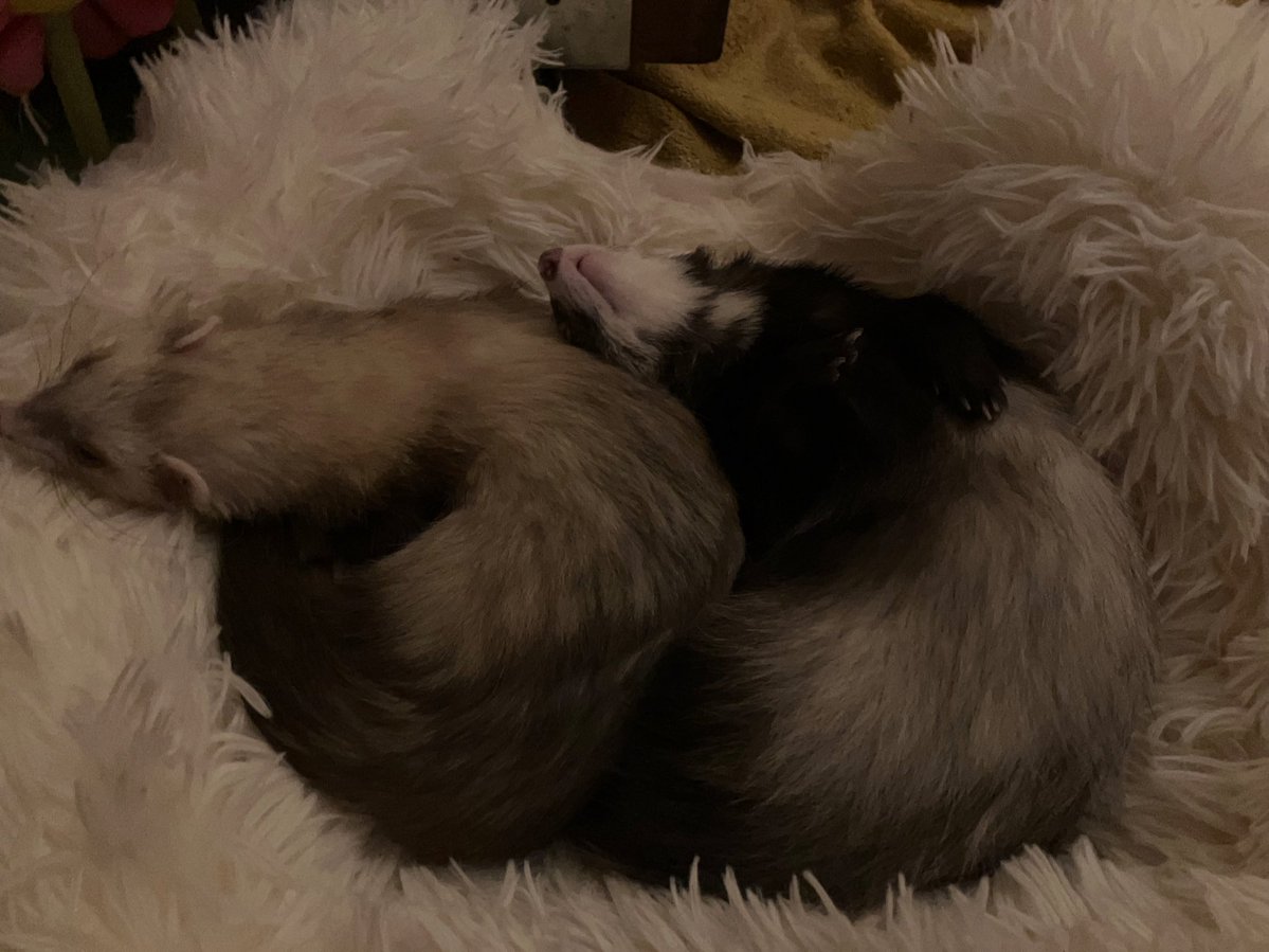 CaliCeri tweet media