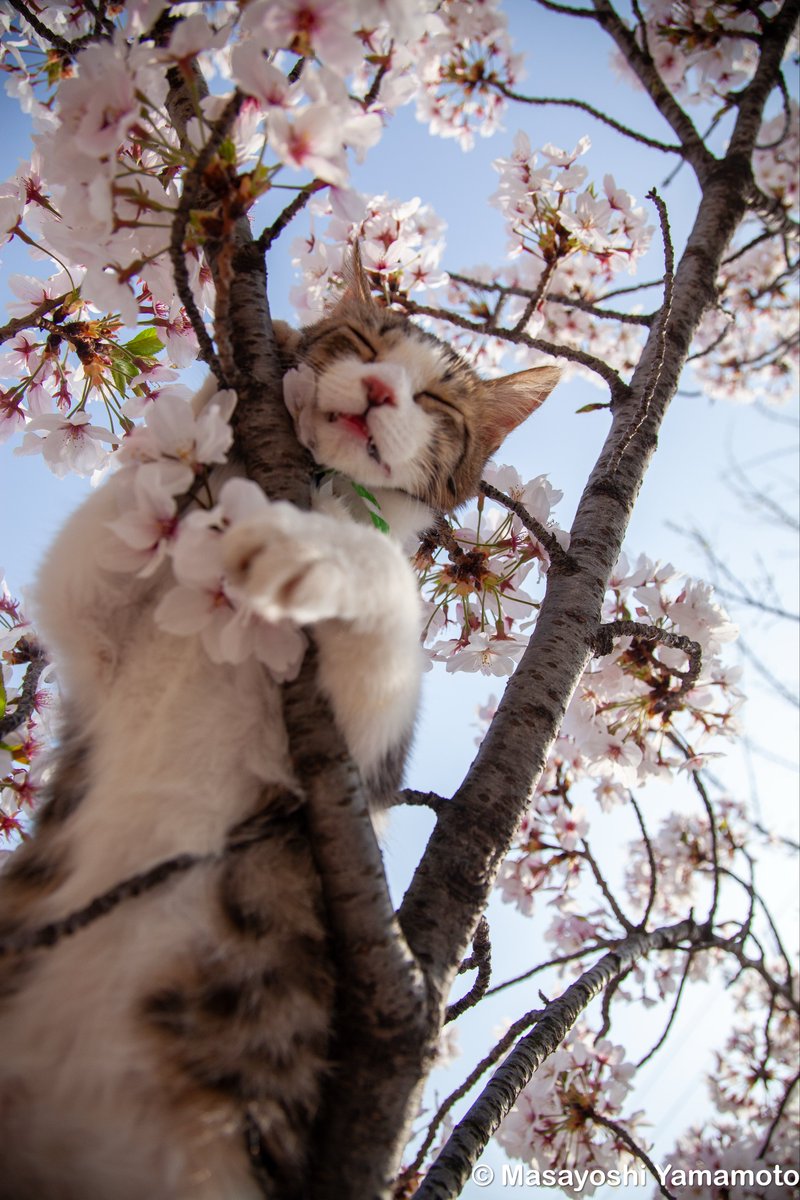 ︎山本 正義 (Masayoshi Yamamoto)立ち猫®︎ tweet media