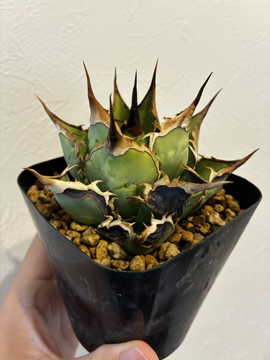 純血にして熱血のアガベラバー ハイドロ・ベアルートメリクロン・オンザゼオライト tweet media