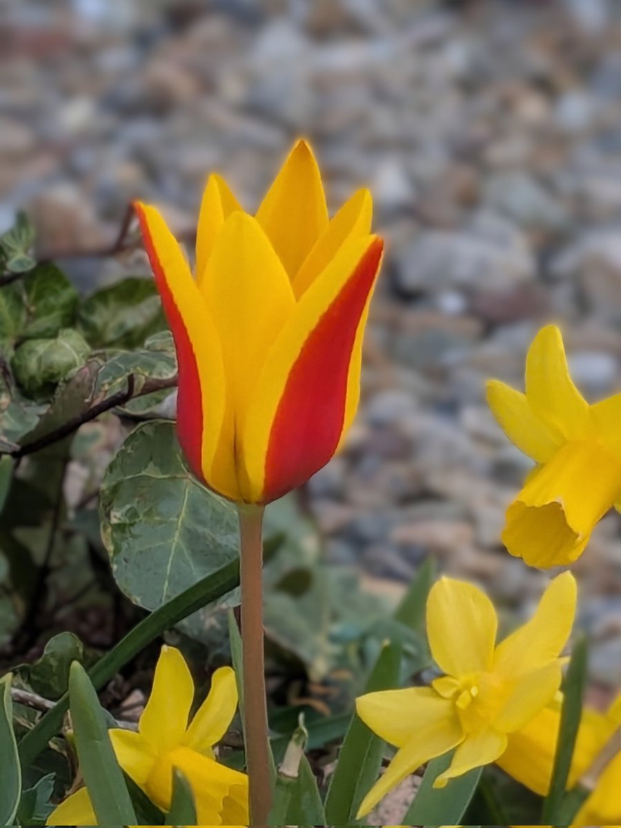 ミルクティー tweet media