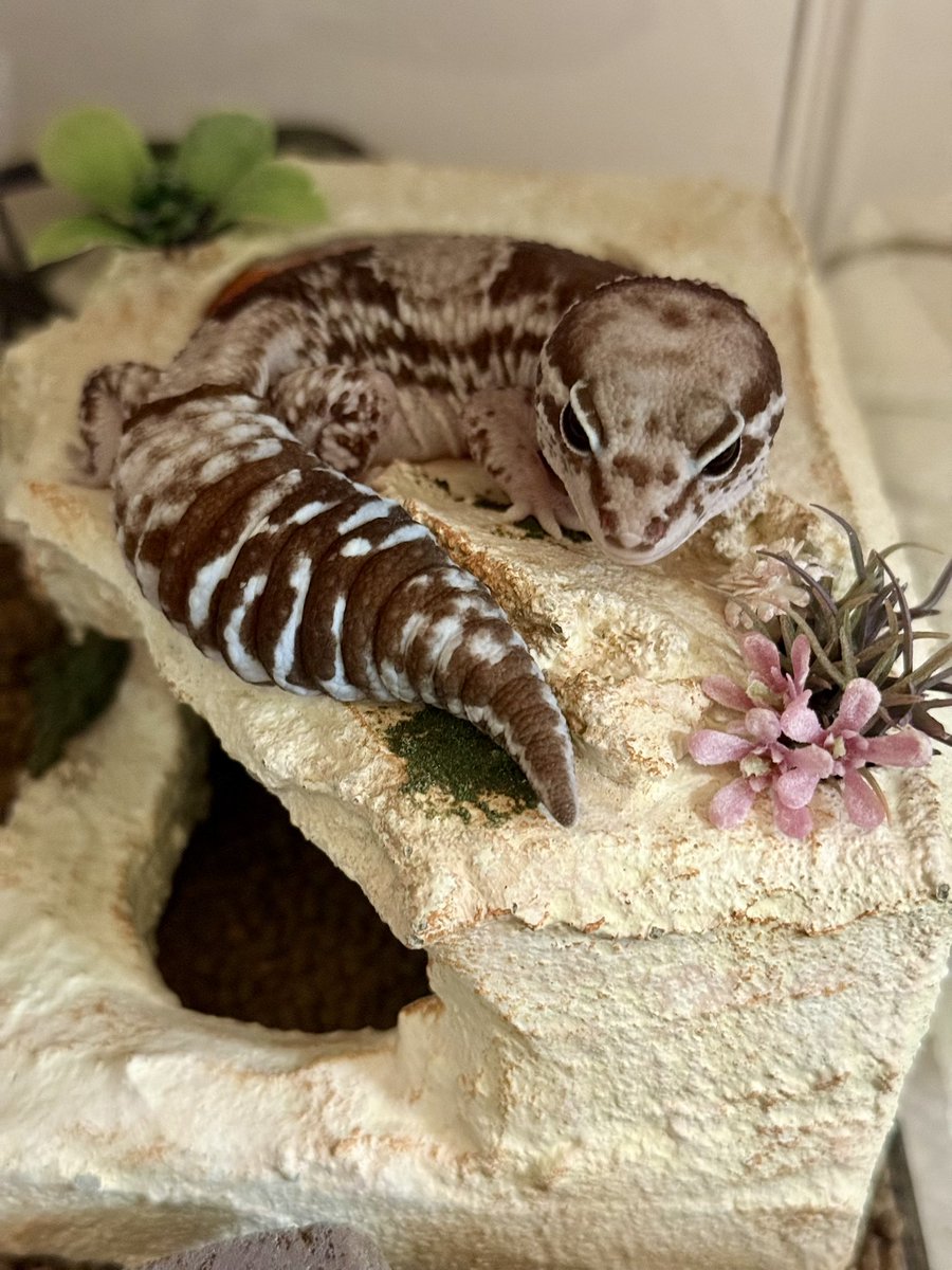 うにょ tweet media