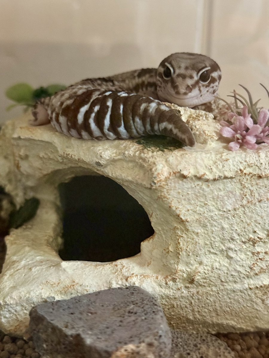 うにょ tweet media