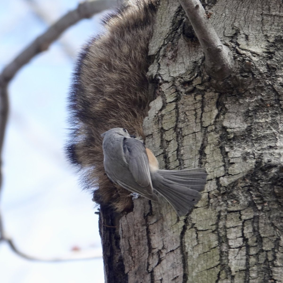 gigpalileo tweet media