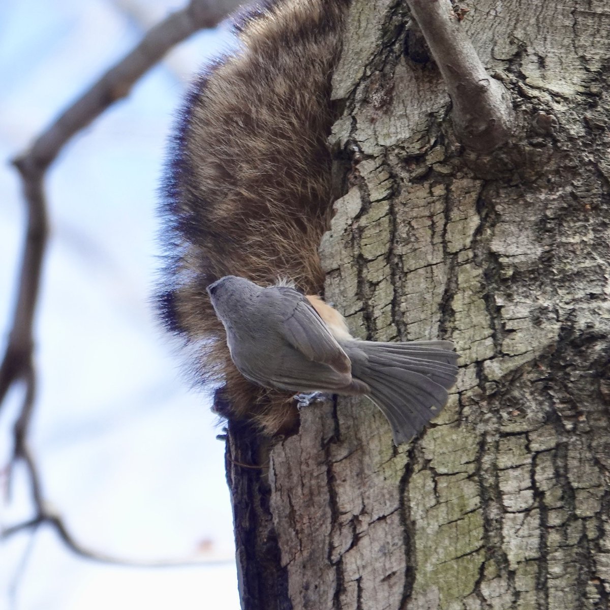 gigpalileo tweet media