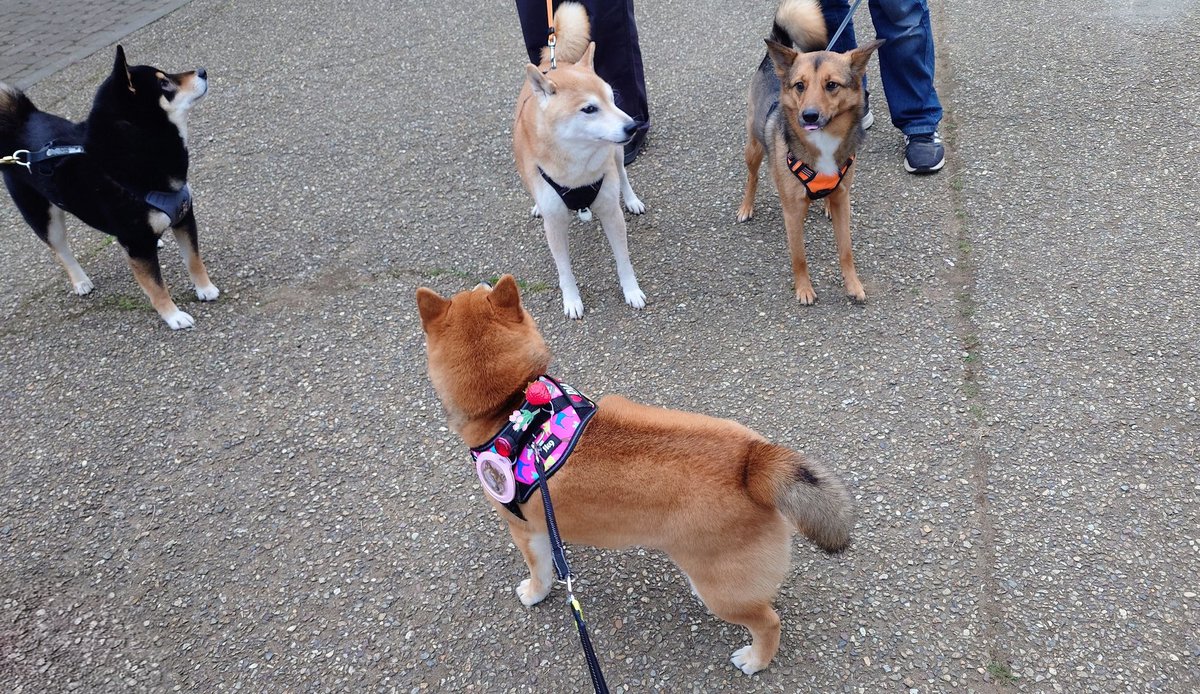 キュアピンフ tweet media