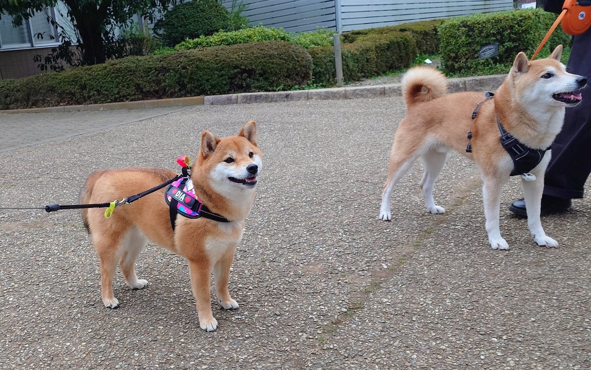 キュアピンフ tweet media