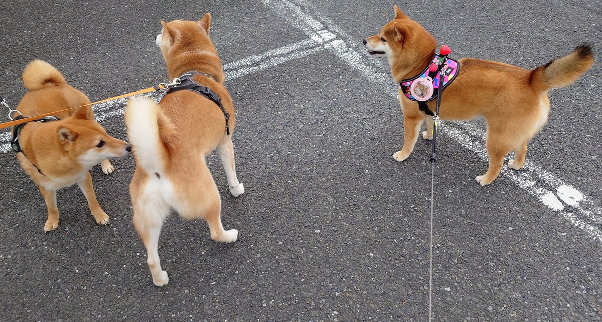 キュアピンフ tweet media