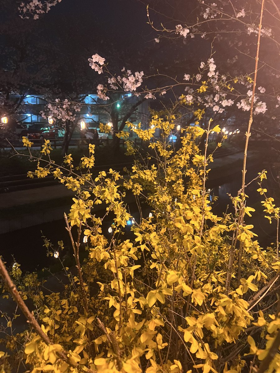 irie2220's tweet photo. 雨が降る前に桜見ること
出来ました https://t.co/L0zbd2vfxz