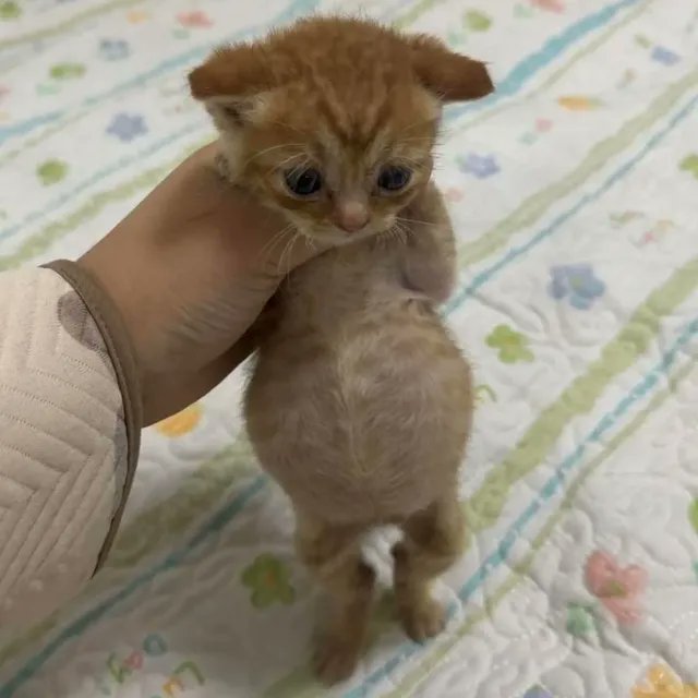 The Pets 𝕏 tweet media