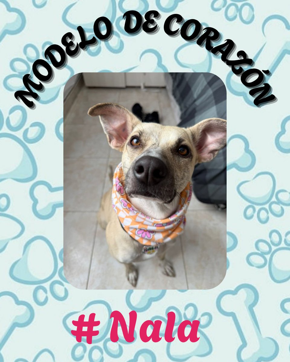clarol2673's tweet image. Un amor infinito.
Un agradecimiento  de acá  al infinito.
Una  nueva oportunidad 
Fidelidad infinita 
Grandes aventuras
Sueños por cumplir. 
Eso es #Nala🐾 💞💞💞💞💞💞💞
Una  bella top #dogmodel  una  dulzura en cuatro 🐾 modelando su cuellito
Perrita  rescatada en adopción.