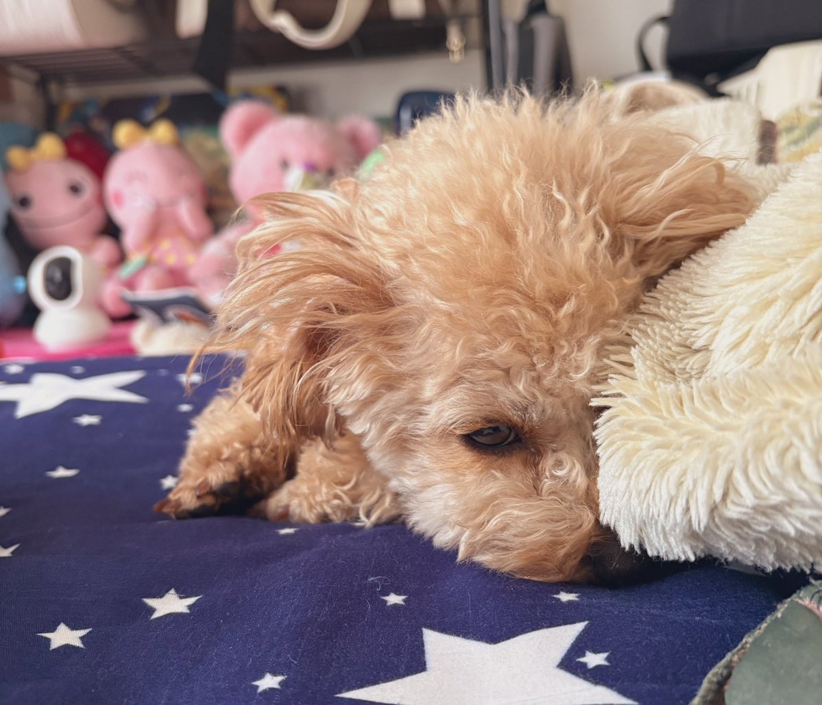 トイプードルのからあげちゃん tweet media