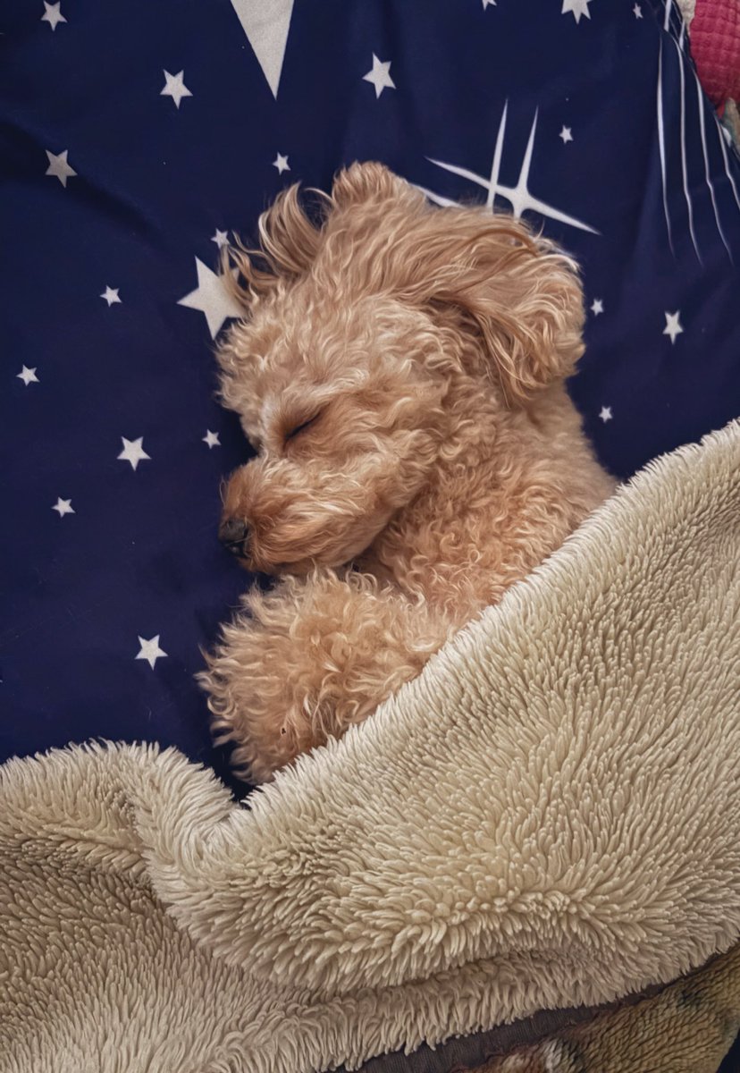 トイプードルのからあげちゃん tweet media