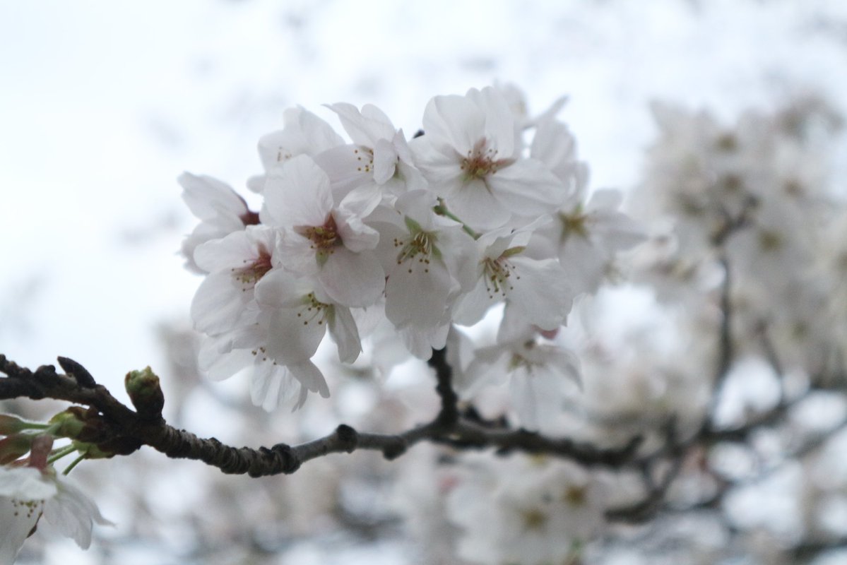 ちょこ🍫 tweet media