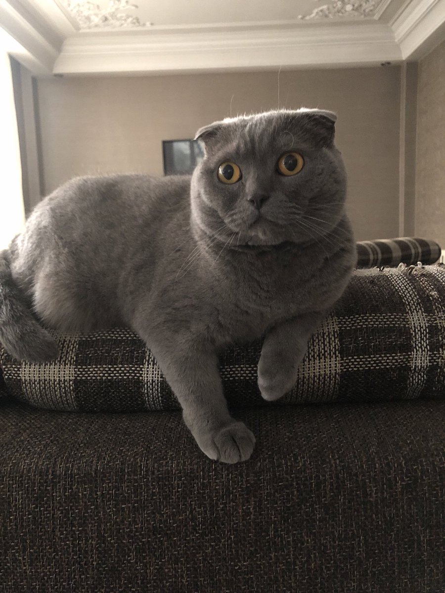 کت فادر tweet media