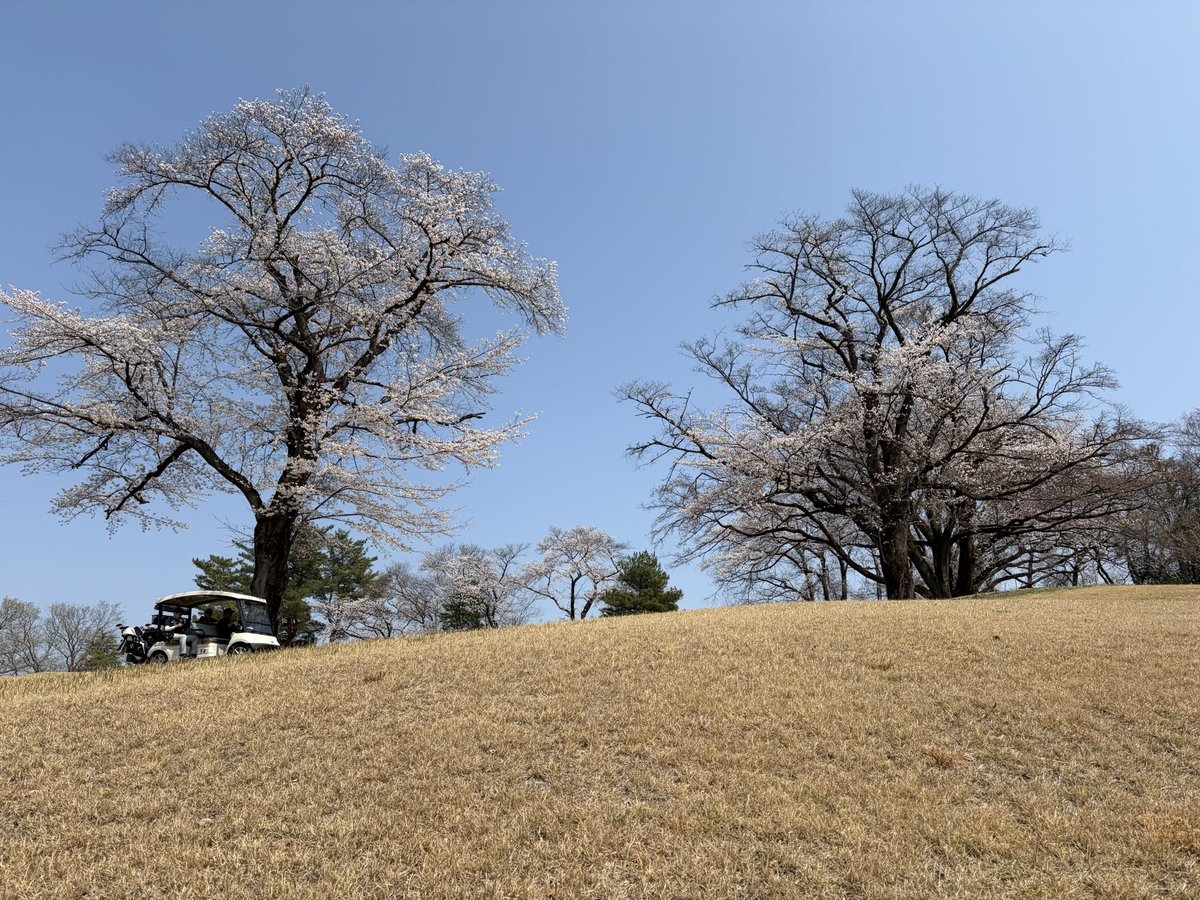 しらたま🦀 tweet media