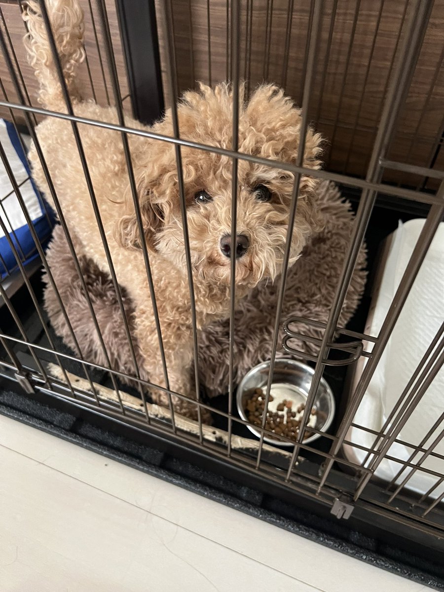 4takepapa's tweet photo. 最近はマダニの怖いニュースも聞くから、人も犬も予防が本当に大事ですね💦
うちの子は、お薬入りのご飯も気にせずペロリと食べてくれるから本当に助かる😭 健康第一で、これからも楽しくお出かけしようね🐕🌲 #マダニ予防 #予防薬 #いぬすたぐらむ #犬との暮らし https://t.co/FbdRgBP2O3