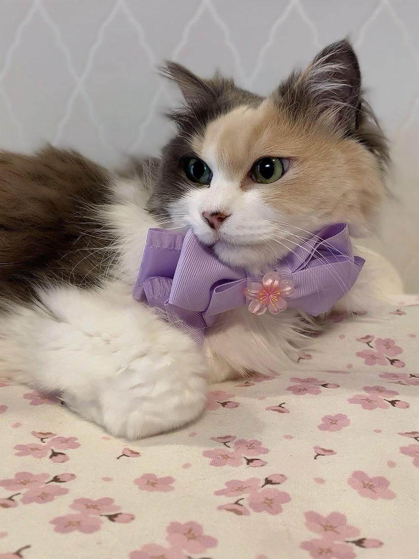 ハンちゃん🐱💜は𝙴𝚛𝚒𝚗の猫 tweet media