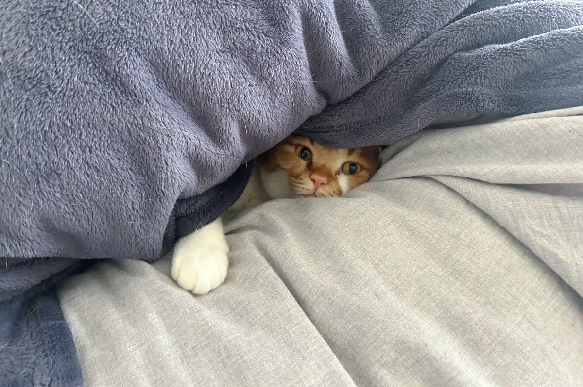 seedregs's tweet photo. 大好きなおとうたんが最近別の猫も可愛がっていることに気づいてしまった猫 https://t.co/jbeKGx844Y