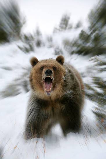 helio tha bwear tweet media