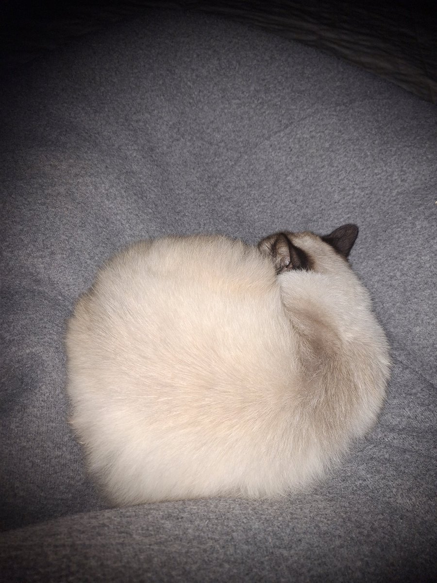 Mustafa𓂆 tweet media