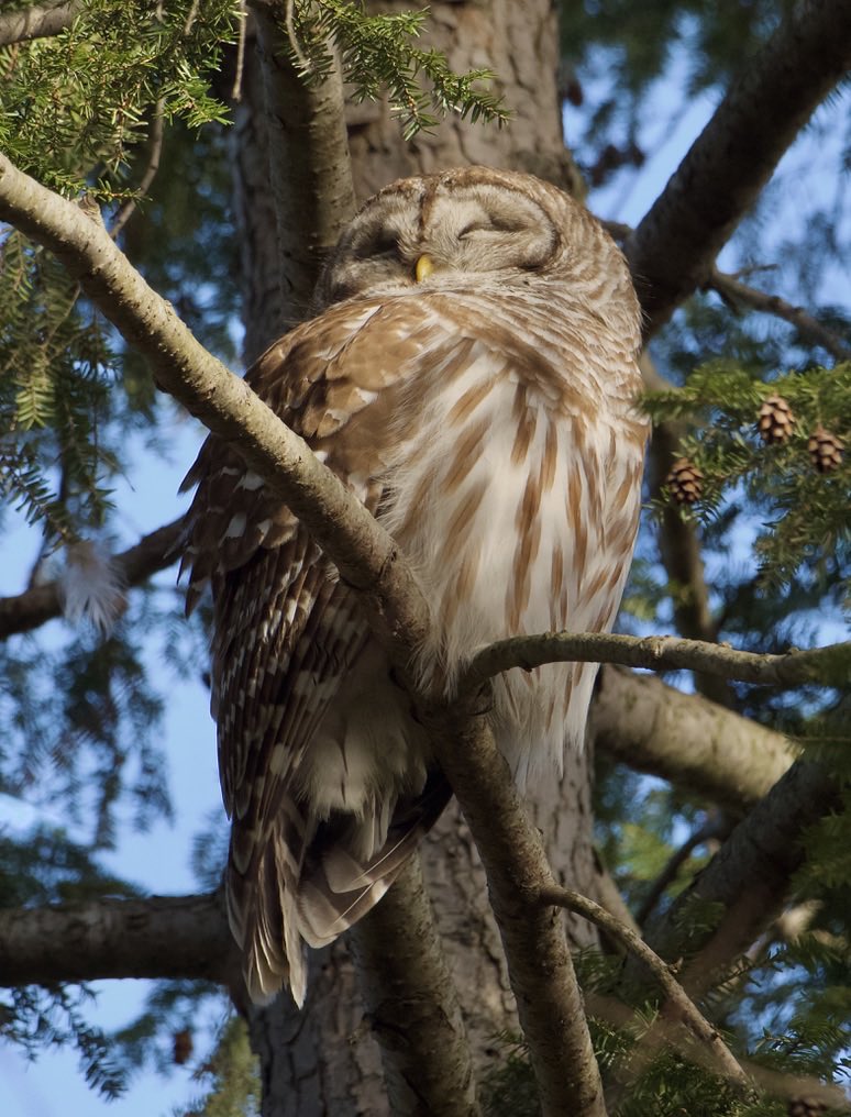 RoppityPhotos's tweet image. Harry at 600 MM.
Harry at 150 MM.
#Harry #BarredOwl #Owls #Wildlife #WildlifePhotography #Nature #NaturePhotography #Birds #BirdPhotography
